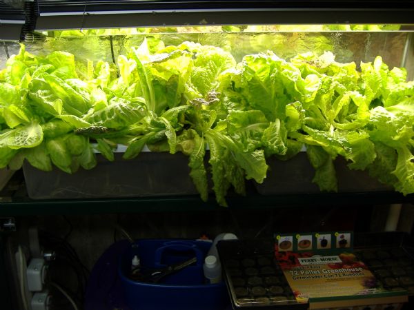 hydroponic-grow-system